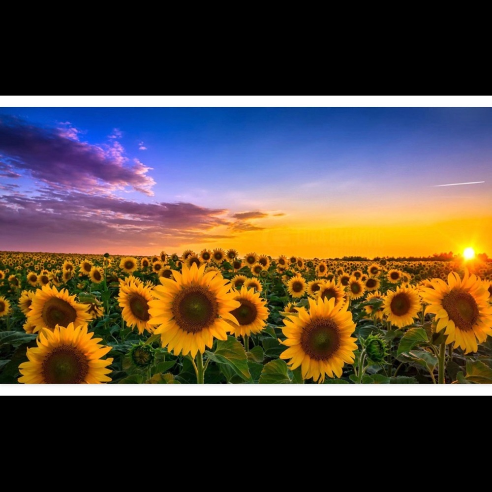 Meet your Posher, Connie